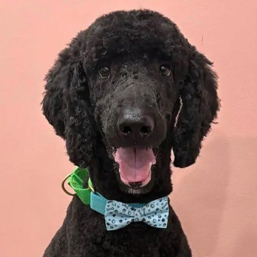 Lionel, Adoptable, Adult Male Standard Poodle.