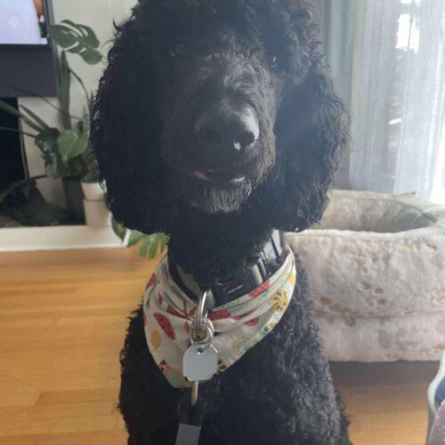 Lionel, Adoptable, Adult Male Standard Poodle.