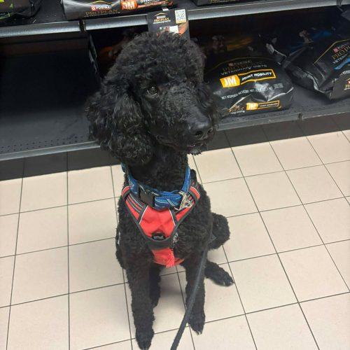 Enlarge Lionel, a Adoptable Standard Poodle in Ottawa, ON image 2/5