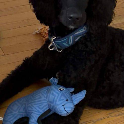 Enlarge Lionel, a Adoptable Standard Poodle in Ottawa, ON image 3/5