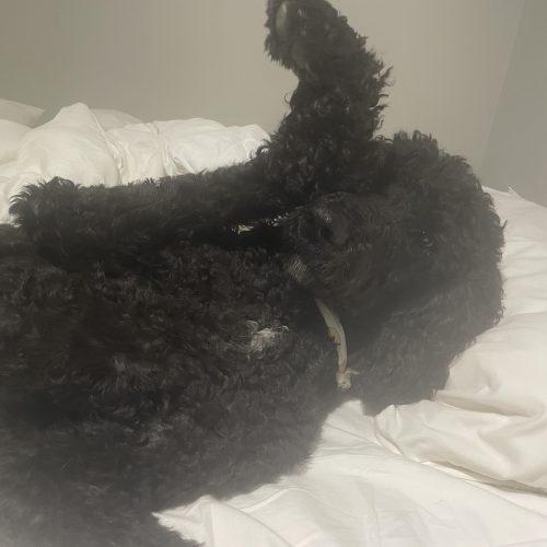 Enlarge Lionel, a Adoptable Standard Poodle in Ottawa, ON image 4/5