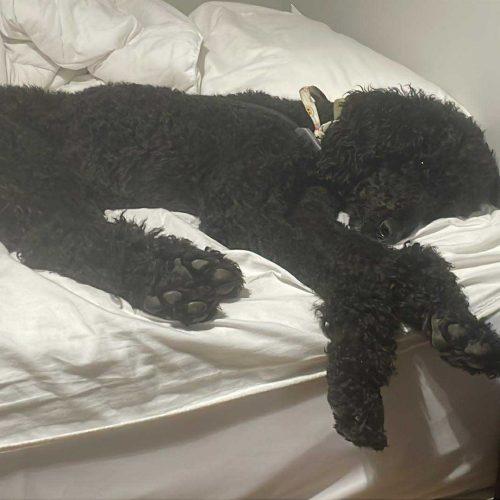 Enlarge Lionel, a Adoptable Standard Poodle in Ottawa, ON image 5/5
