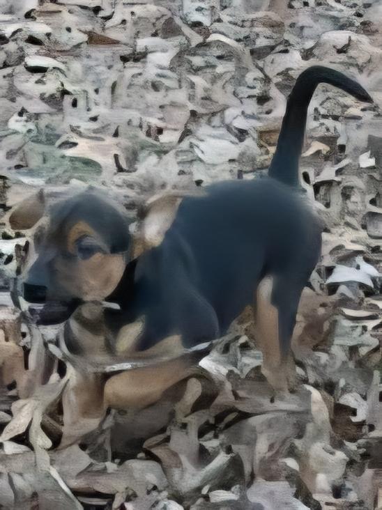 Enlarge Bumble nka Zeus, a Adopted mixed breed in Florissant, MO image 1/6