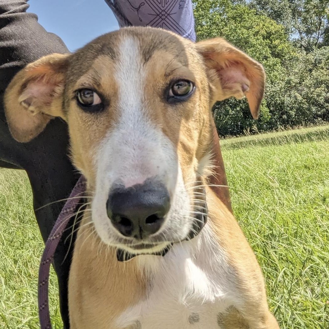 Maverick thumbnail 2