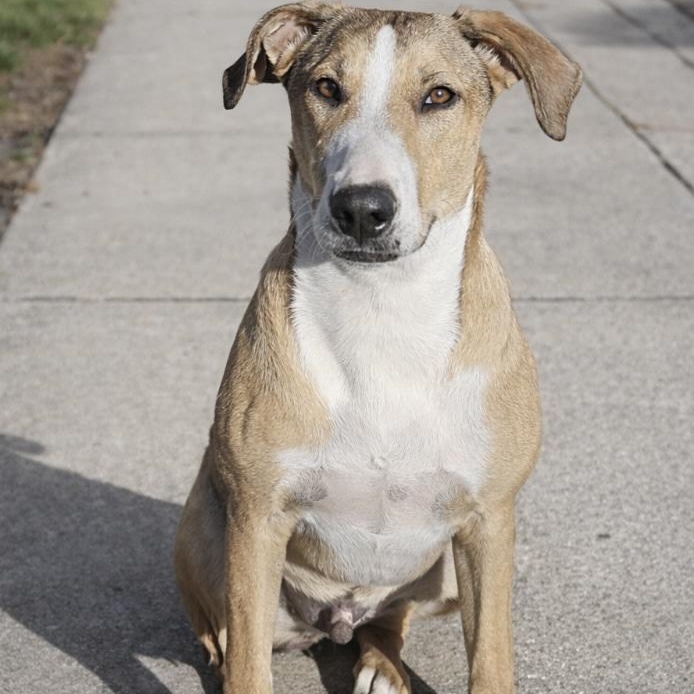 Maverick, an adopted Bull Terrier in Smithton, PA image 2/6