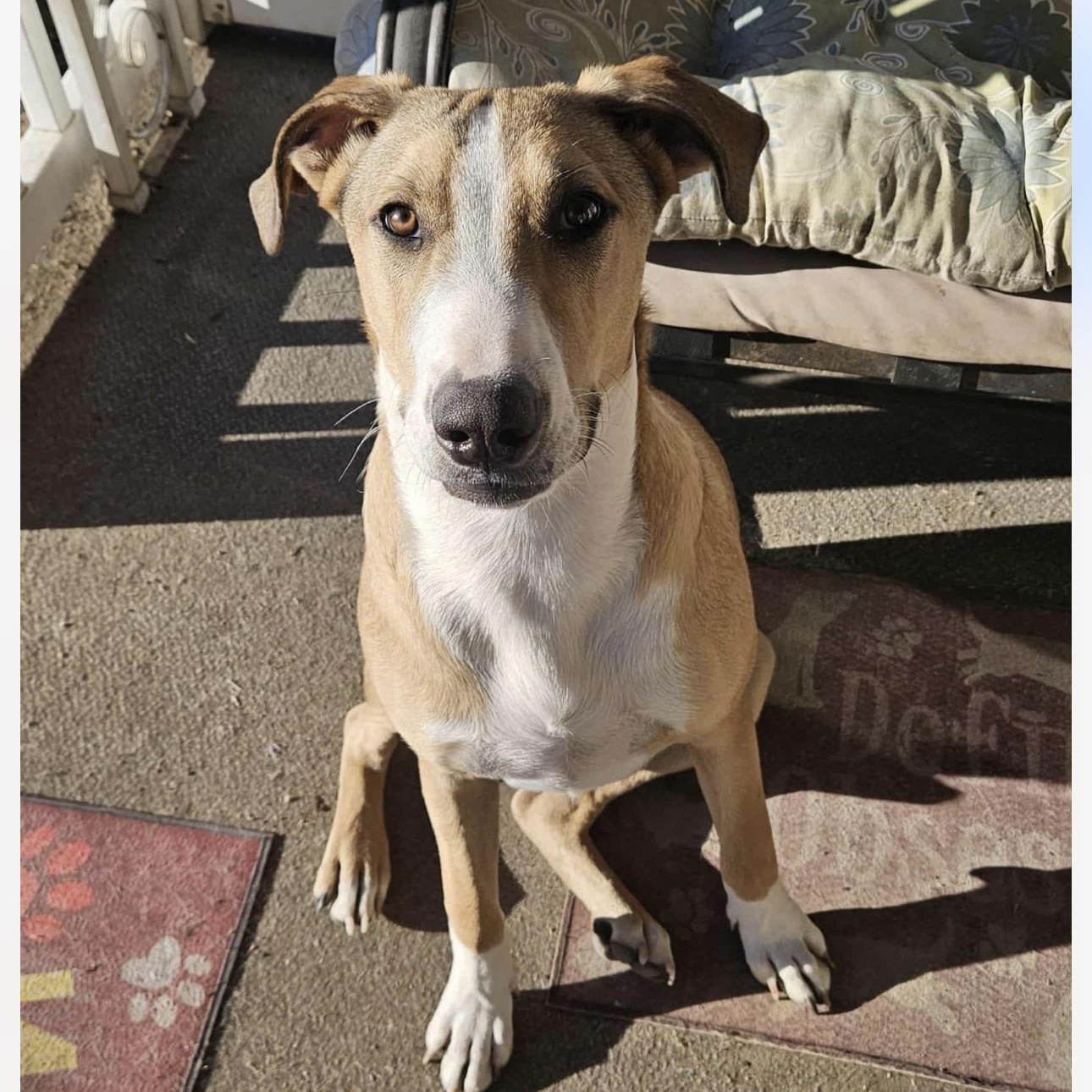 Maverick, an adopted Bull Terrier in Smithton, PA image 4/6