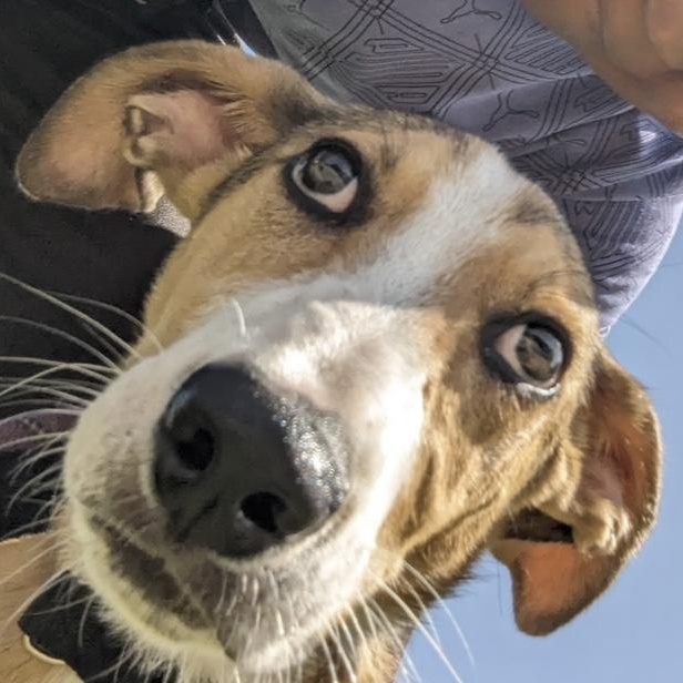 Maverick, an adopted Bull Terrier in Smithton, PA image 1/6
