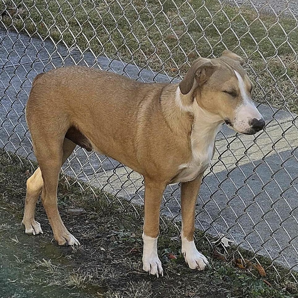 Maverick thumbnail 6