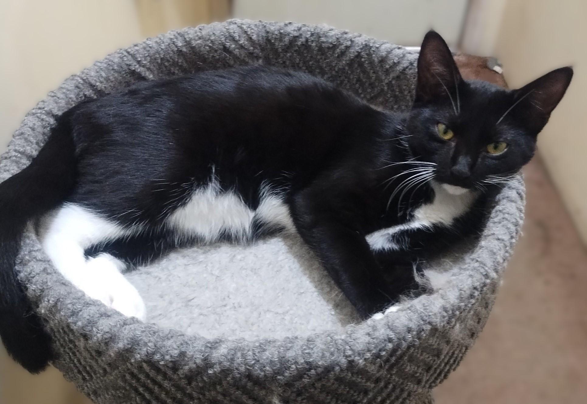 Ivy, Young Female Domestic Short Hair