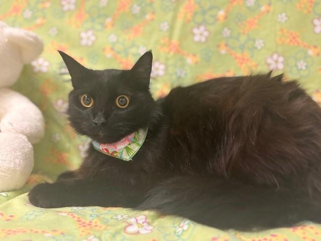 Enlarge DERPY, a Adoptable Domestic Short Hair in Fairfield, CA image 1/1