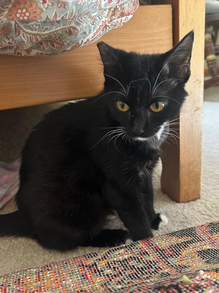 Stella, Adoptable, Young Female Domestic Short Hair.