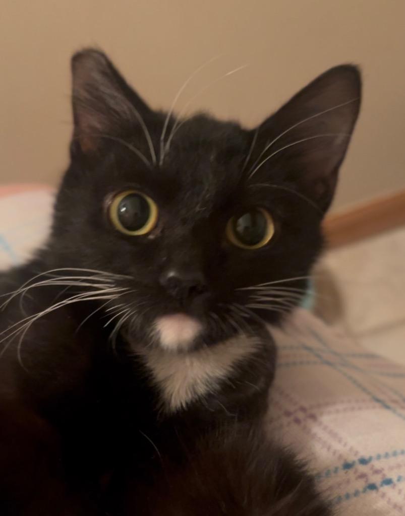 Enlarge Stella, a Adoptable mixed breed in Claremore, OK image 2/6