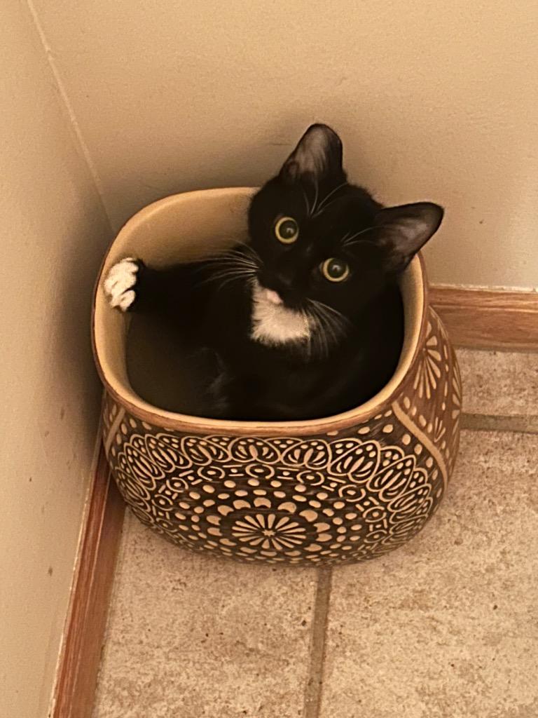 Enlarge Stella, a Adoptable mixed breed in Claremore, OK image 3/6