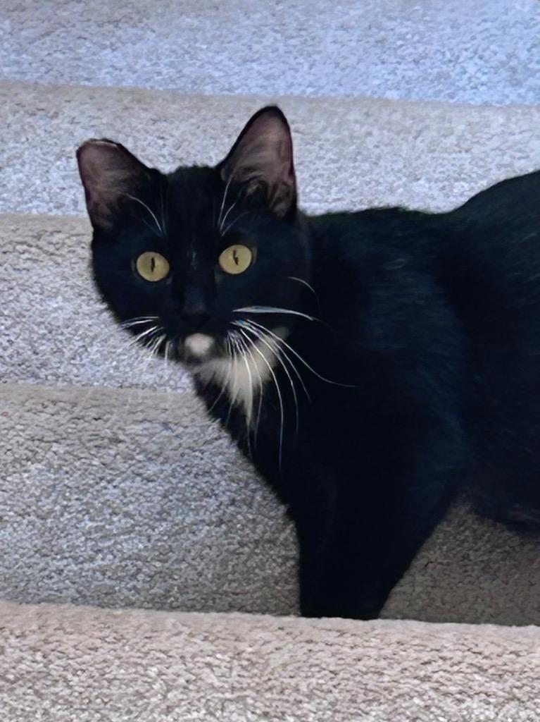 Enlarge Stella, a Adoptable mixed breed in Claremore, OK image 4/6