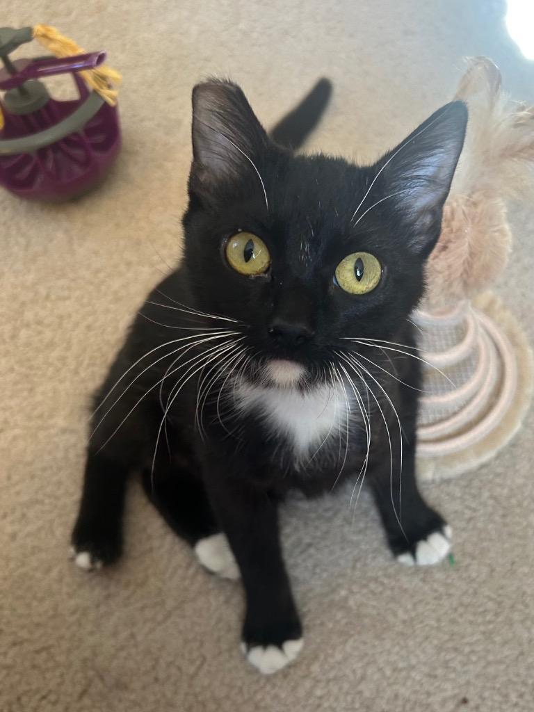 Enlarge Stella, a Adoptable mixed breed in Claremore, OK image 5/6