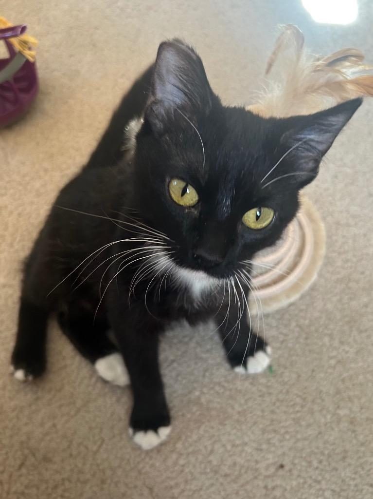 Enlarge Stella, a Adoptable mixed breed in Claremore, OK image 6/6