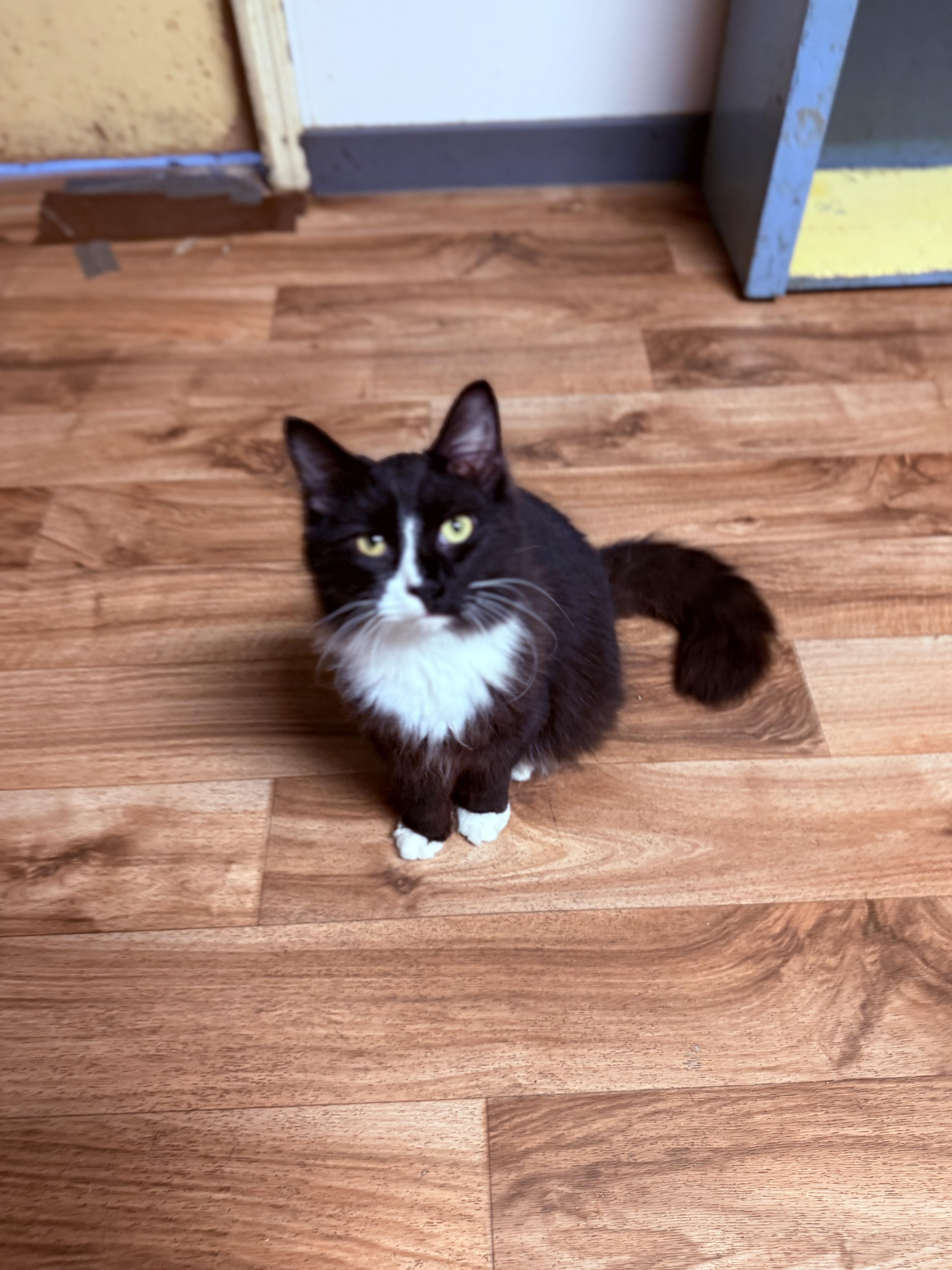 Jett, a Adoptable Domestic Long Hair in Varnville, SC image 4/6
