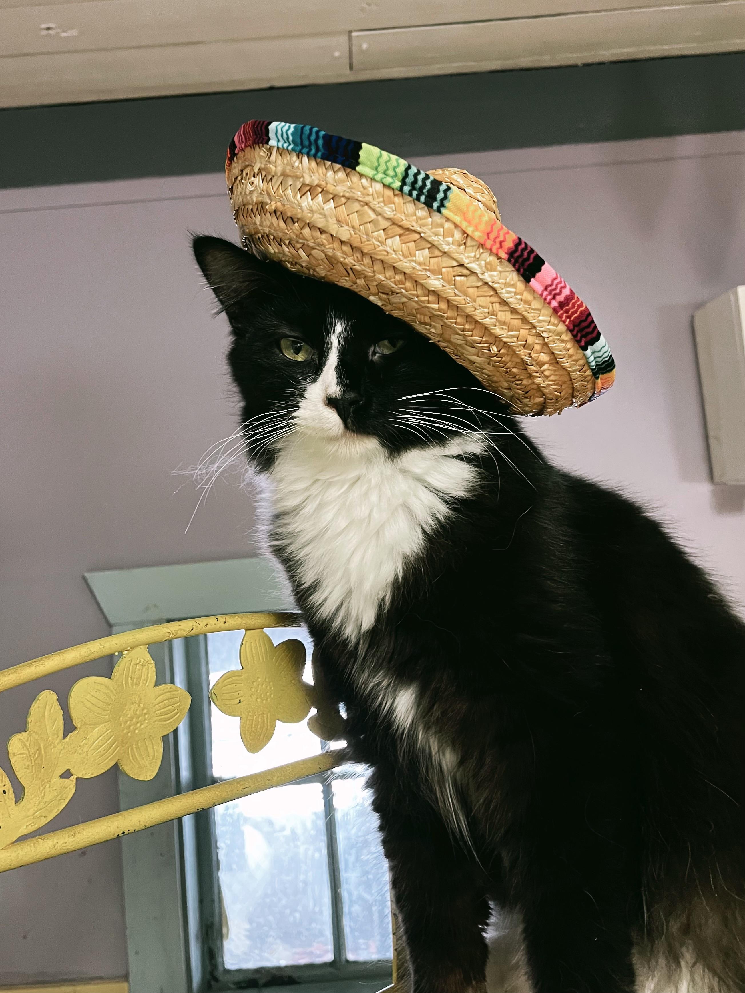 Jett, a Adoptable Domestic Long Hair in Varnville, SC image 1/6