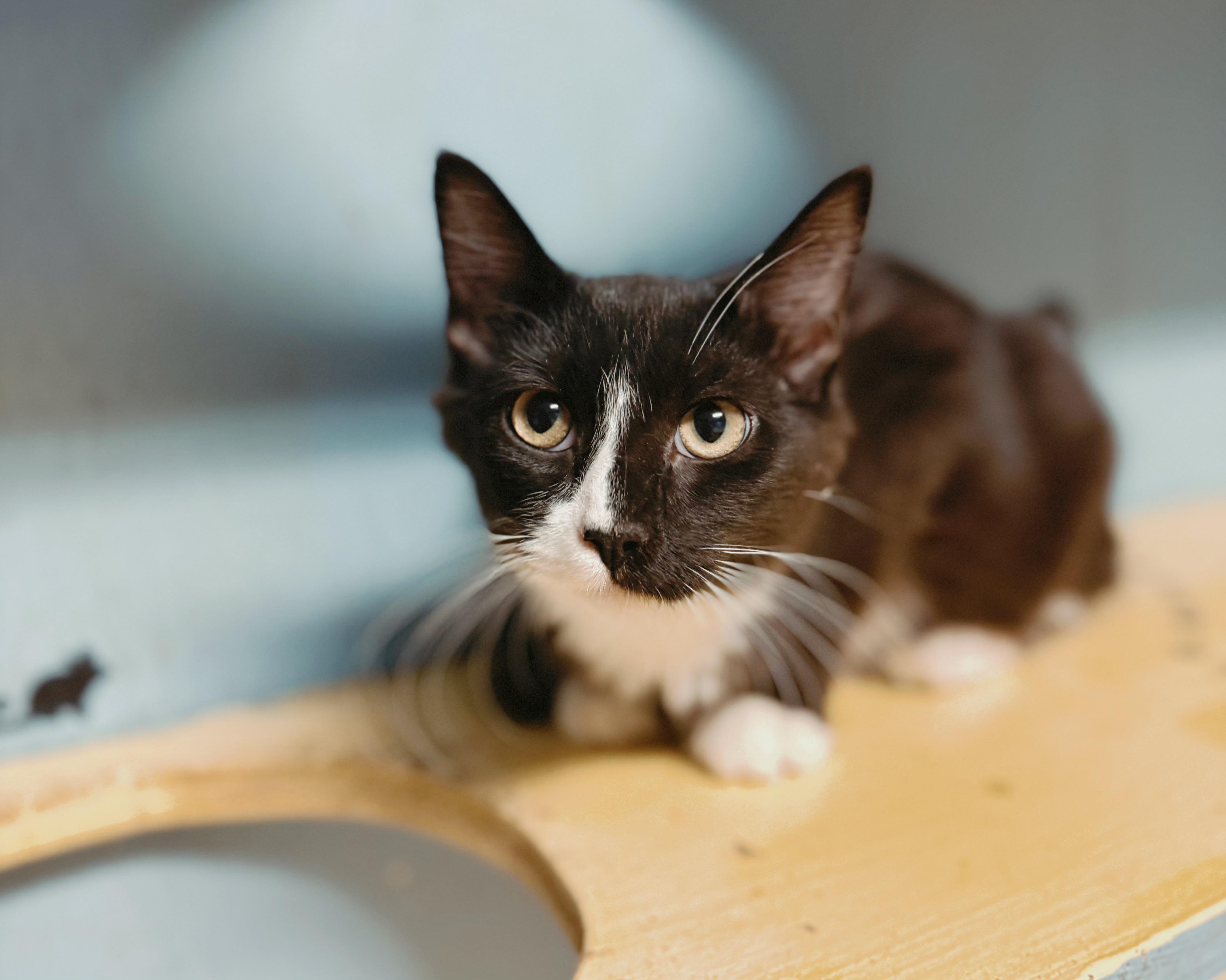 Jett, a Adoptable Domestic Long Hair in Varnville, SC image 6/6