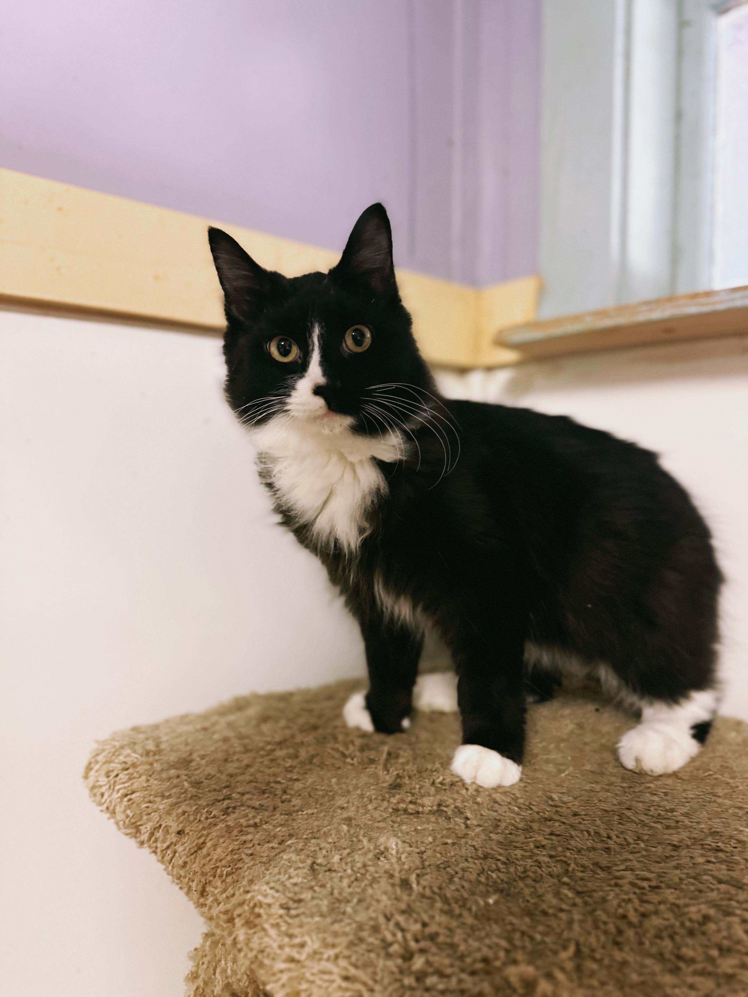 Jett, a Adoptable Domestic Long Hair in Varnville, SC image 5/6