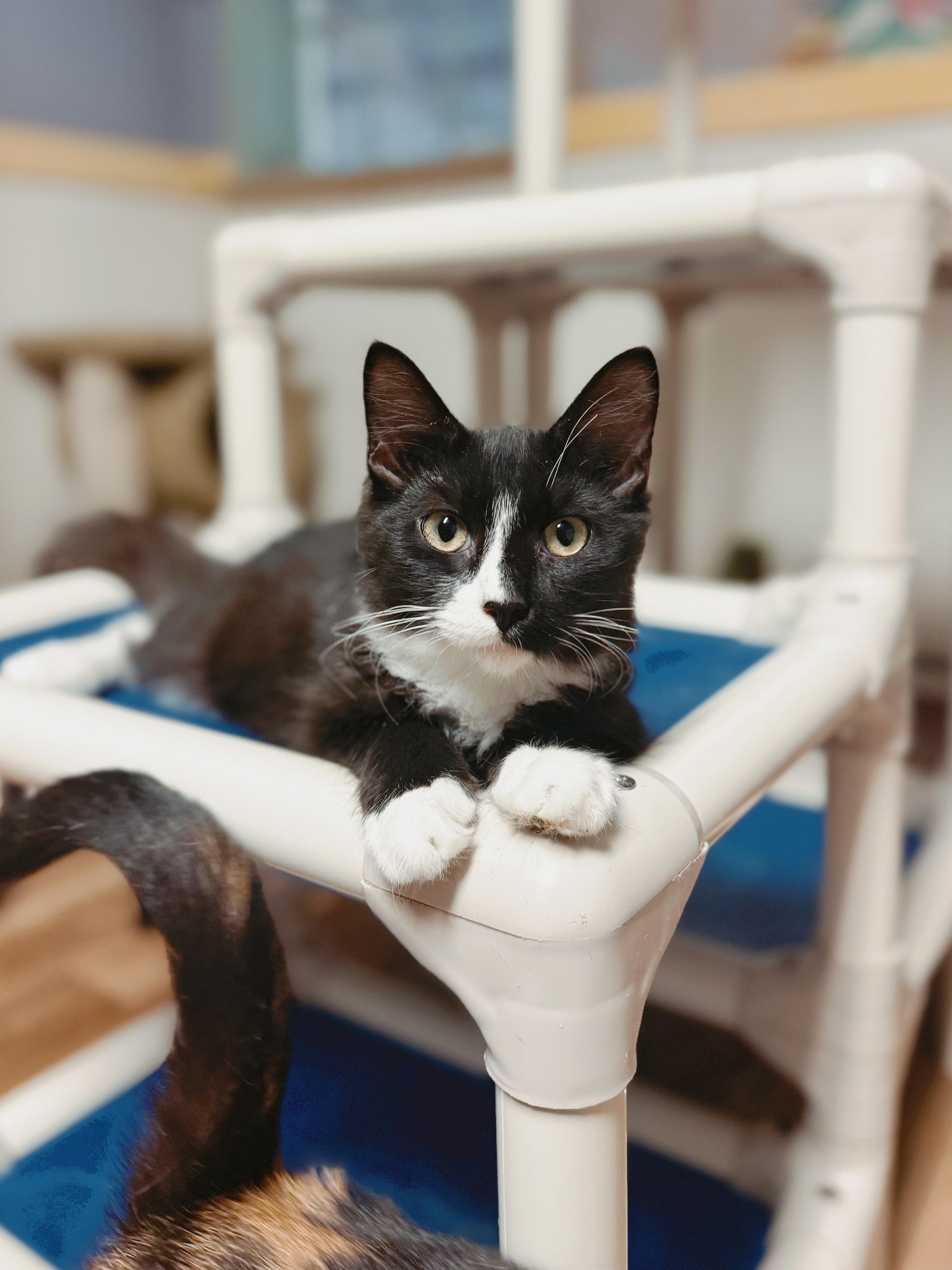 Jett, a Adoptable Domestic Long Hair in Varnville, SC image 3/6