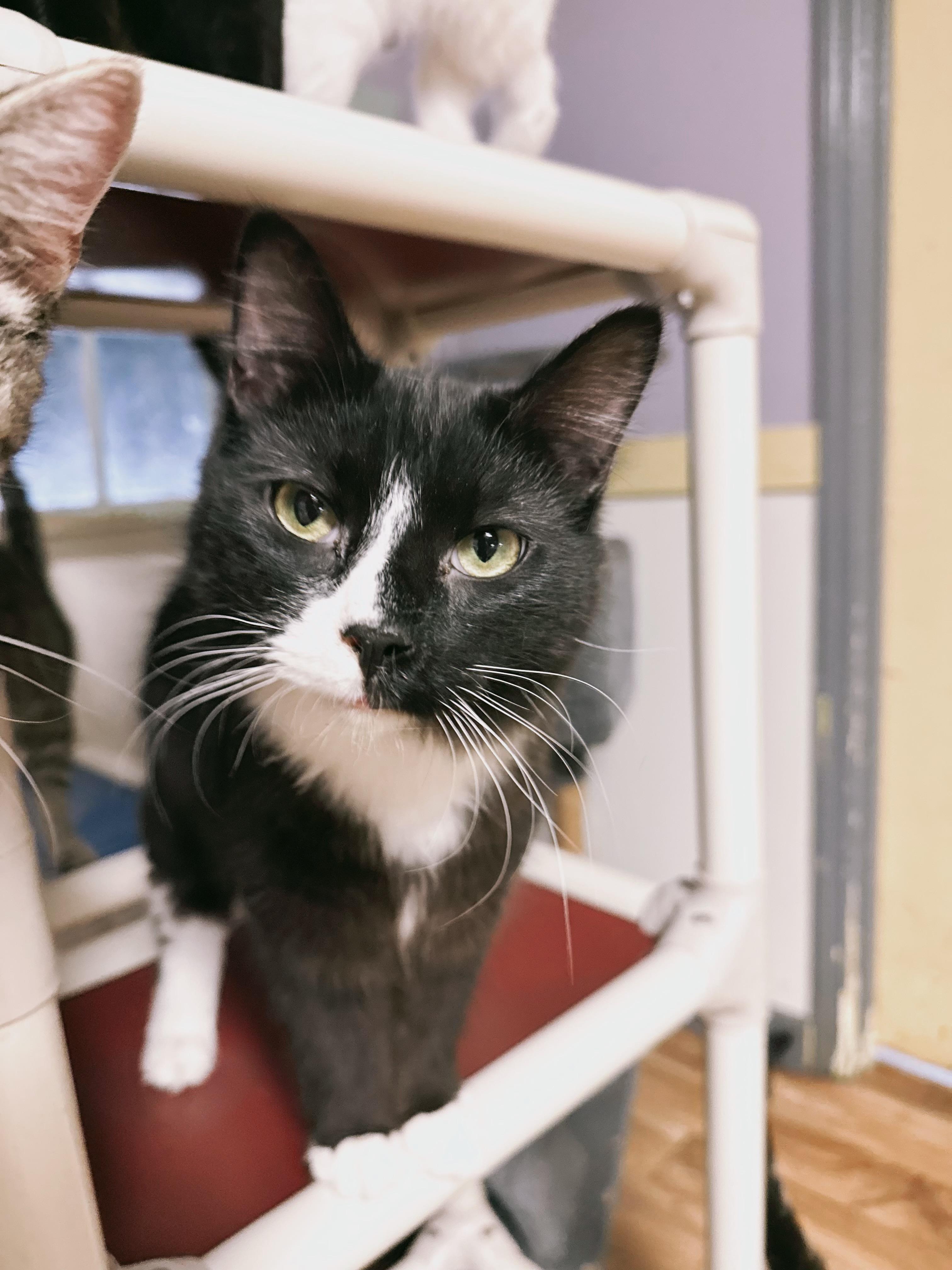 Jett, a Adoptable Domestic Long Hair in Varnville, SC image 2/6