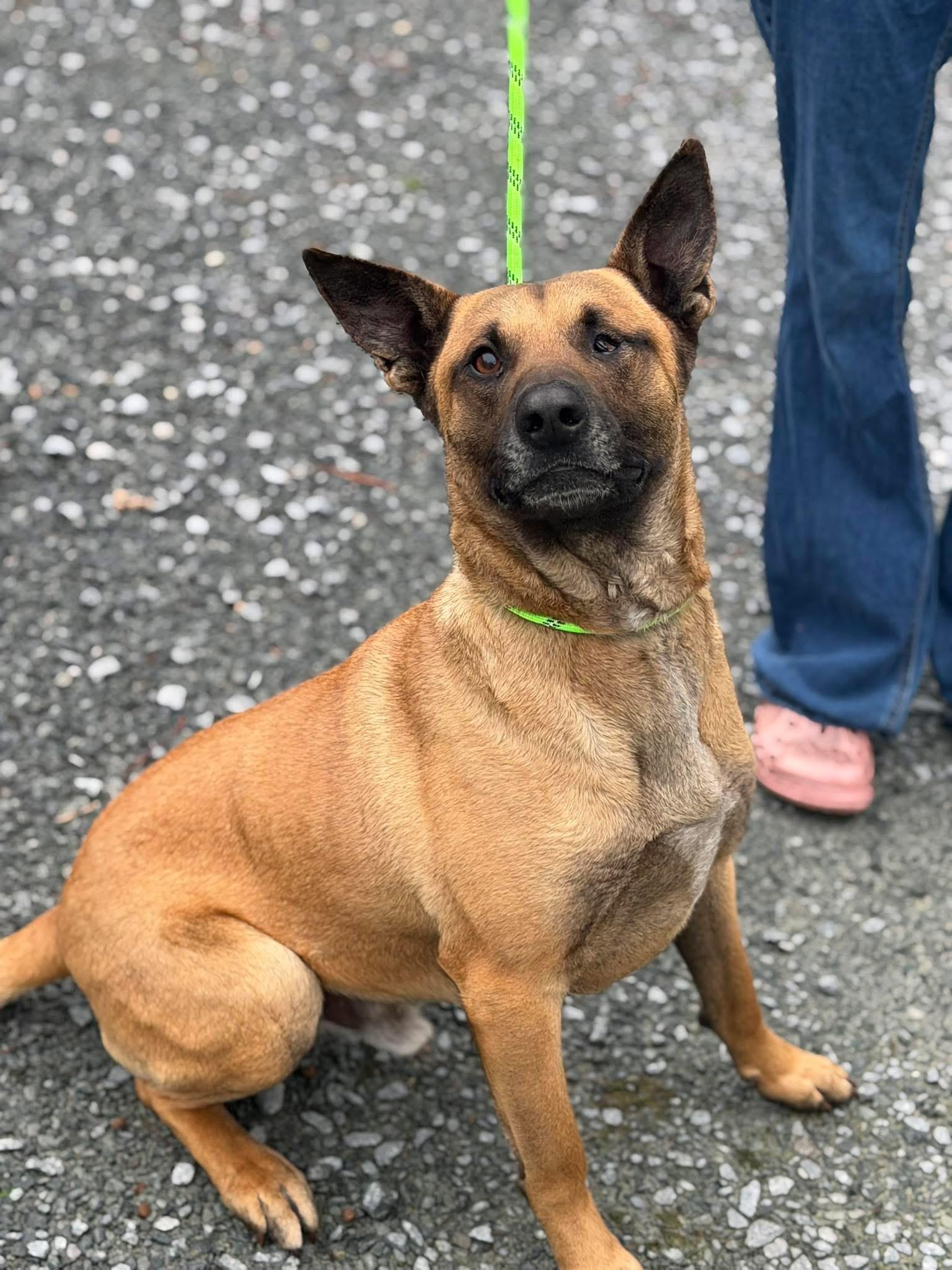 Enlarge Parish, a ADOPTABLE Belgian Shepherd / Malinois in Elizabethtown, NC image 1/1
