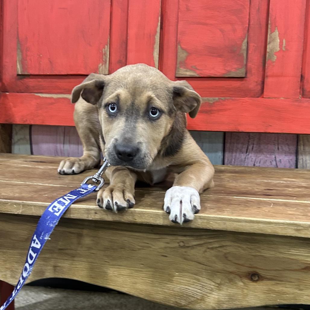 Enlarge FWT Moxie, a Adoptable Mixed Breed in Midland, TX image 1/1