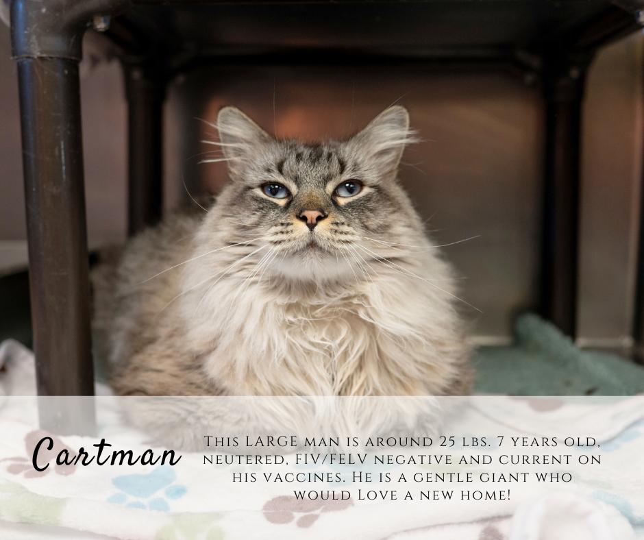 Enlarge Cartman, a ADOPTABLE Domestic Long Hair in Junction City, KS image 1/1