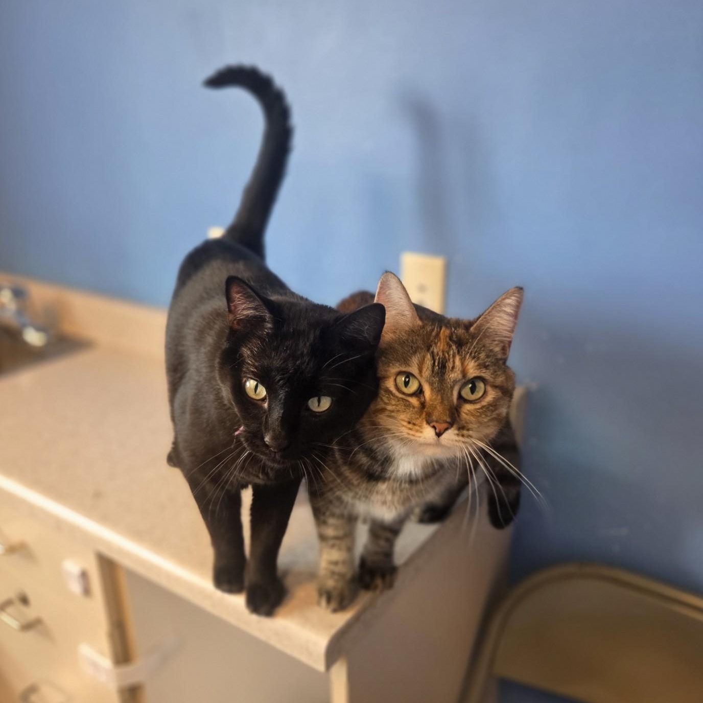 Enlarge Winnie, a Adoptable Domestic Short Hair in Brookings, SD image 2/2