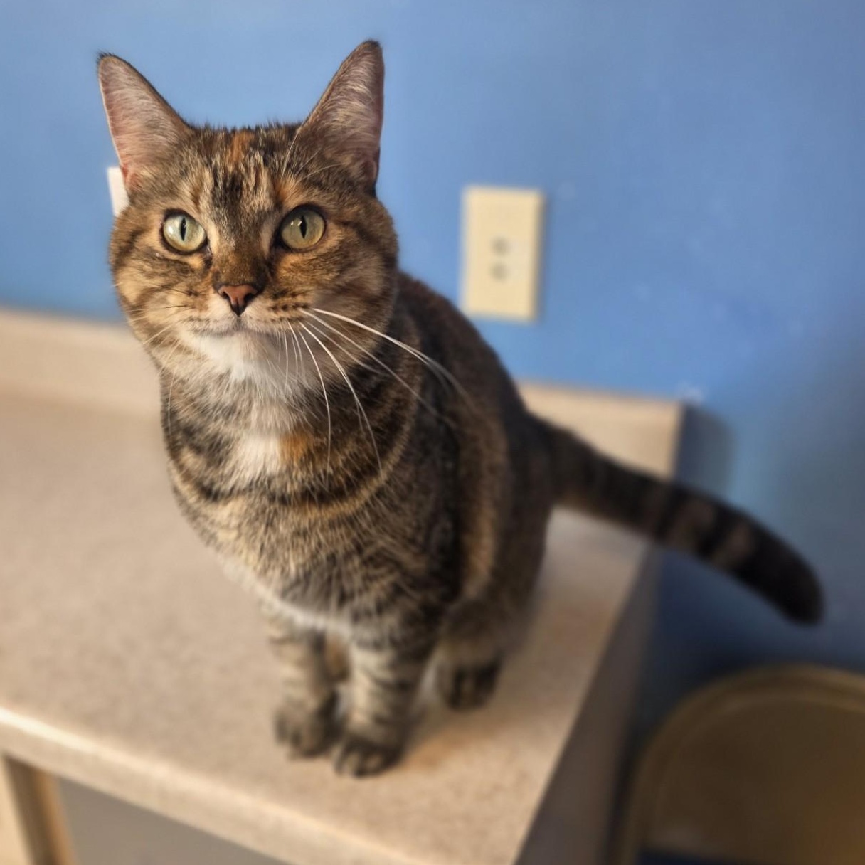 Enlarge Winnie, a Adoptable Domestic Short Hair in Brookings, SD image 1/2