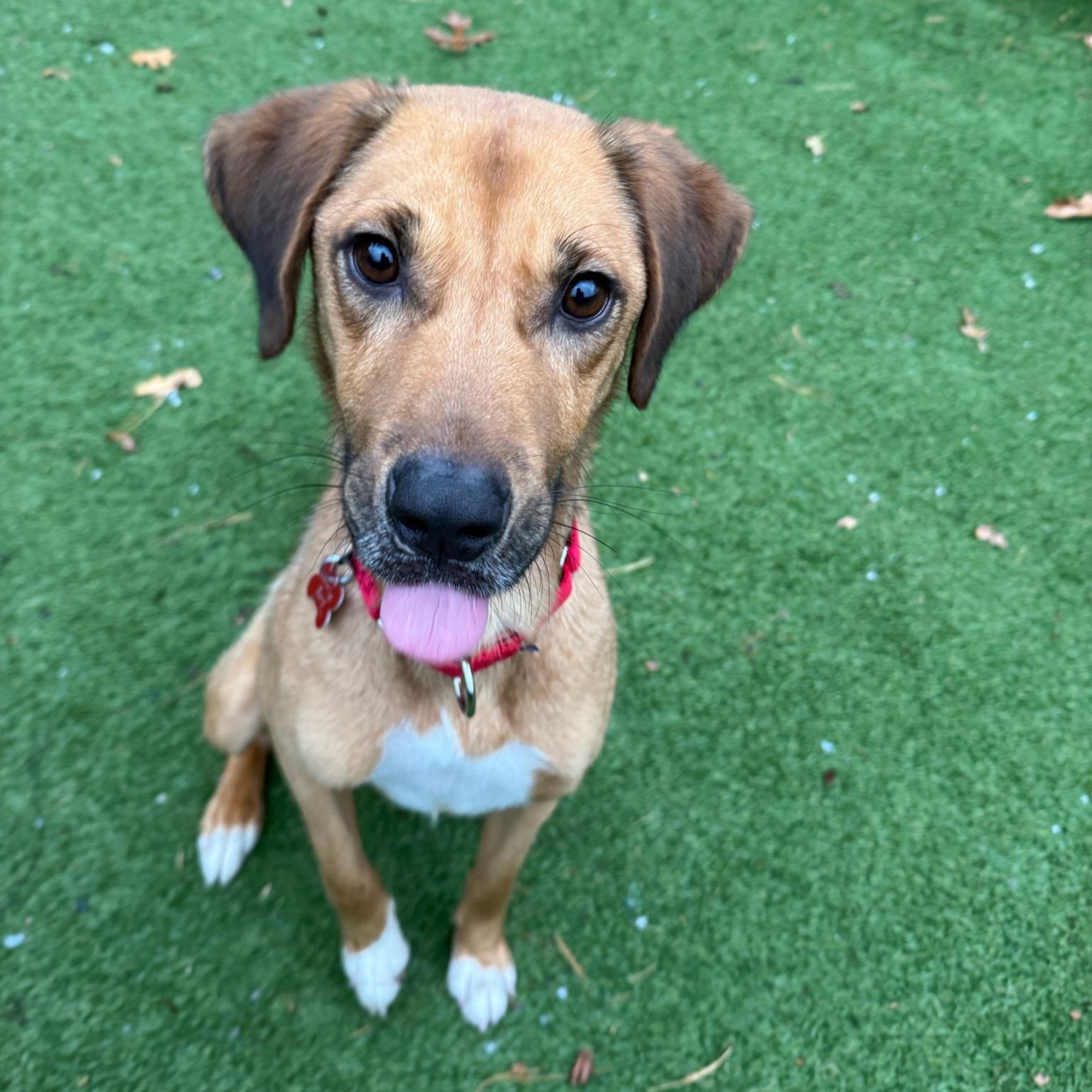 Little Boy (LB), an adoption pending mixed breed in Groton, CT image 3/4