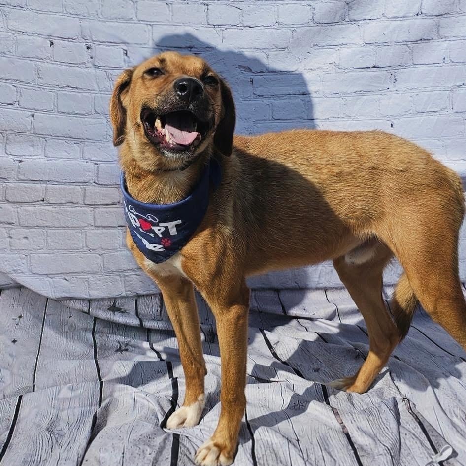 Little Boy (LB), an adoption pending mixed breed in Groton, CT image 2/4