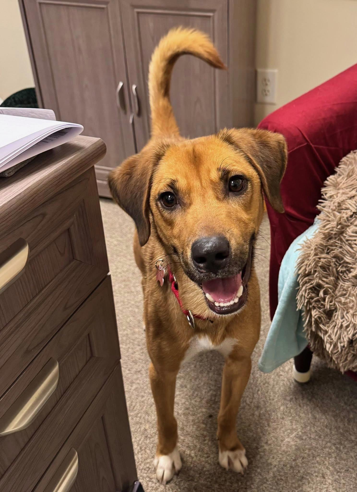 Little Boy (LB), an adoption pending mixed breed in Groton, CT image 4/4