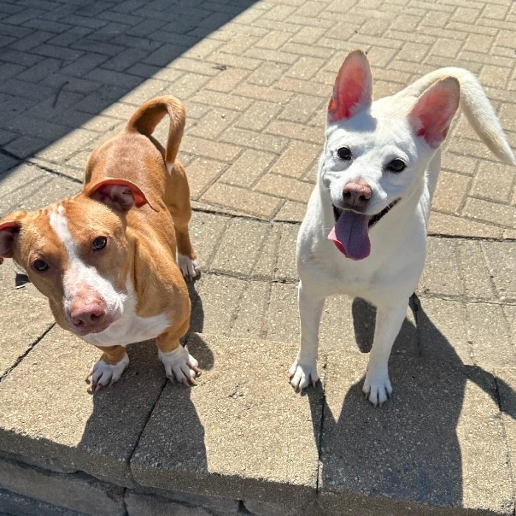Romeo, Adoptable, Adult Male Basset Hound & Pit Bull Terrier.