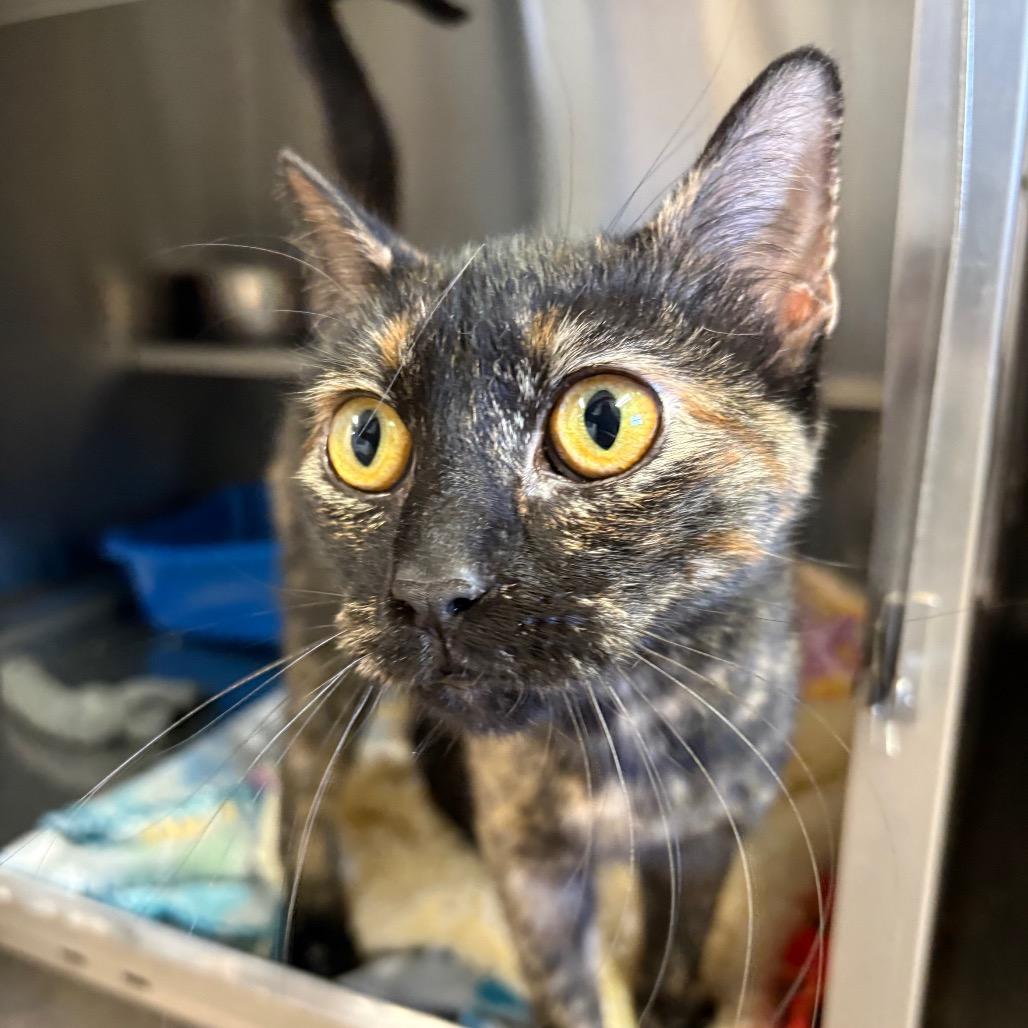 Cagney — thumbnail 2