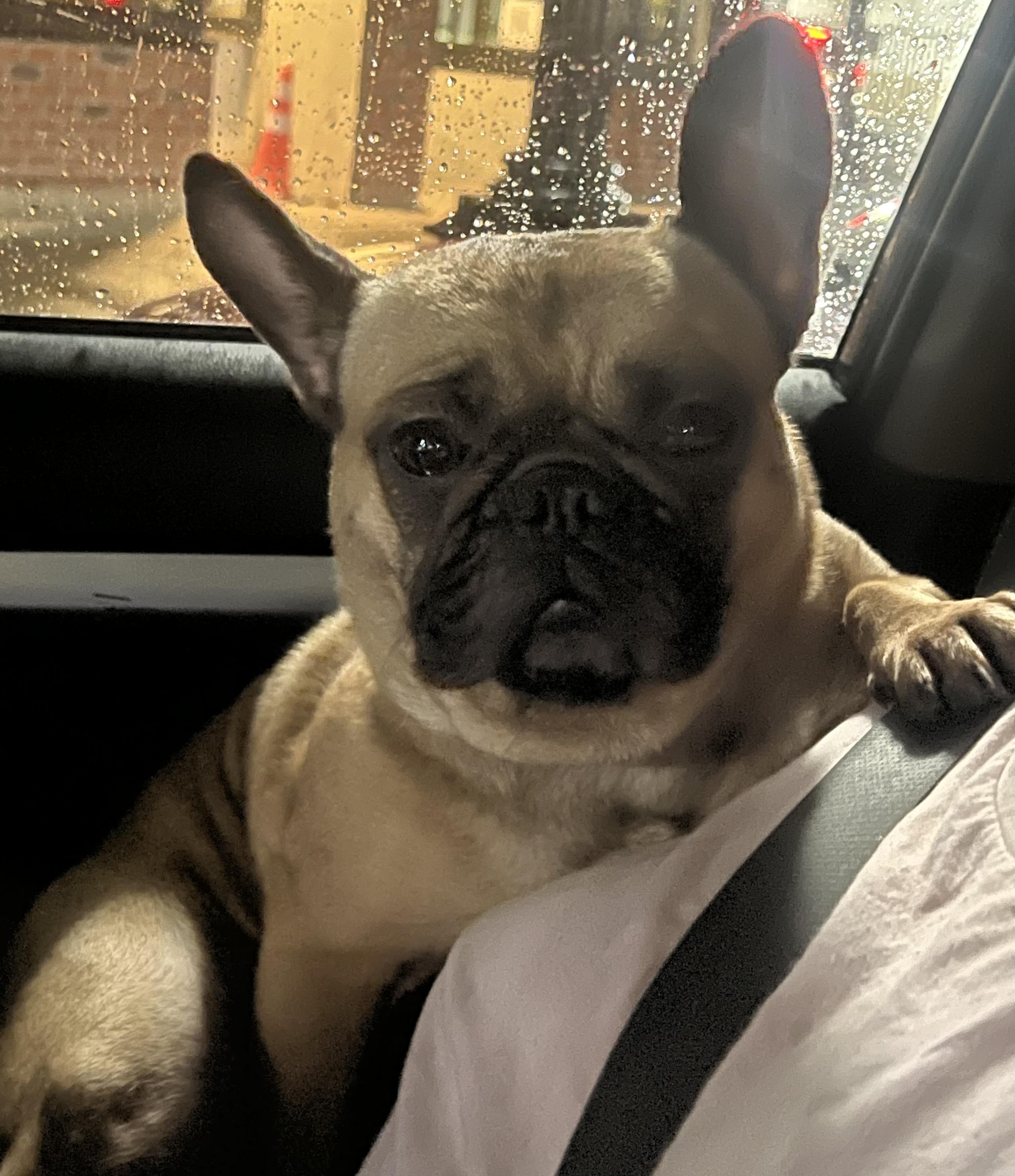 Chica, Adopted, Young Female French Bulldog.