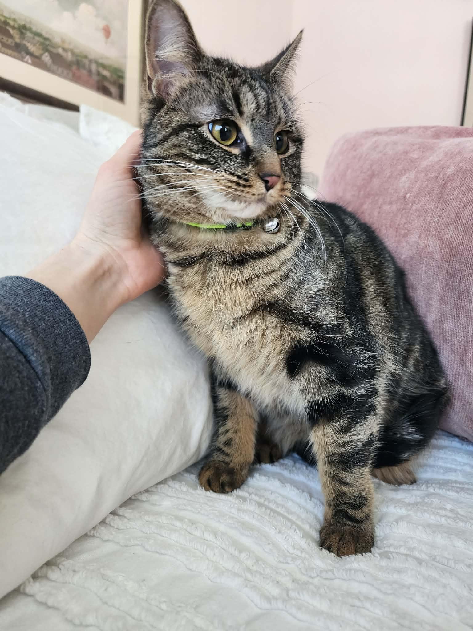 Sheba, Adoptable, Adult Female Domestic Short Hair.