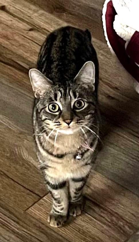 Enlarge Sheba, a Adoptable Domestic Short Hair in Piscataway, NJ image 1/6