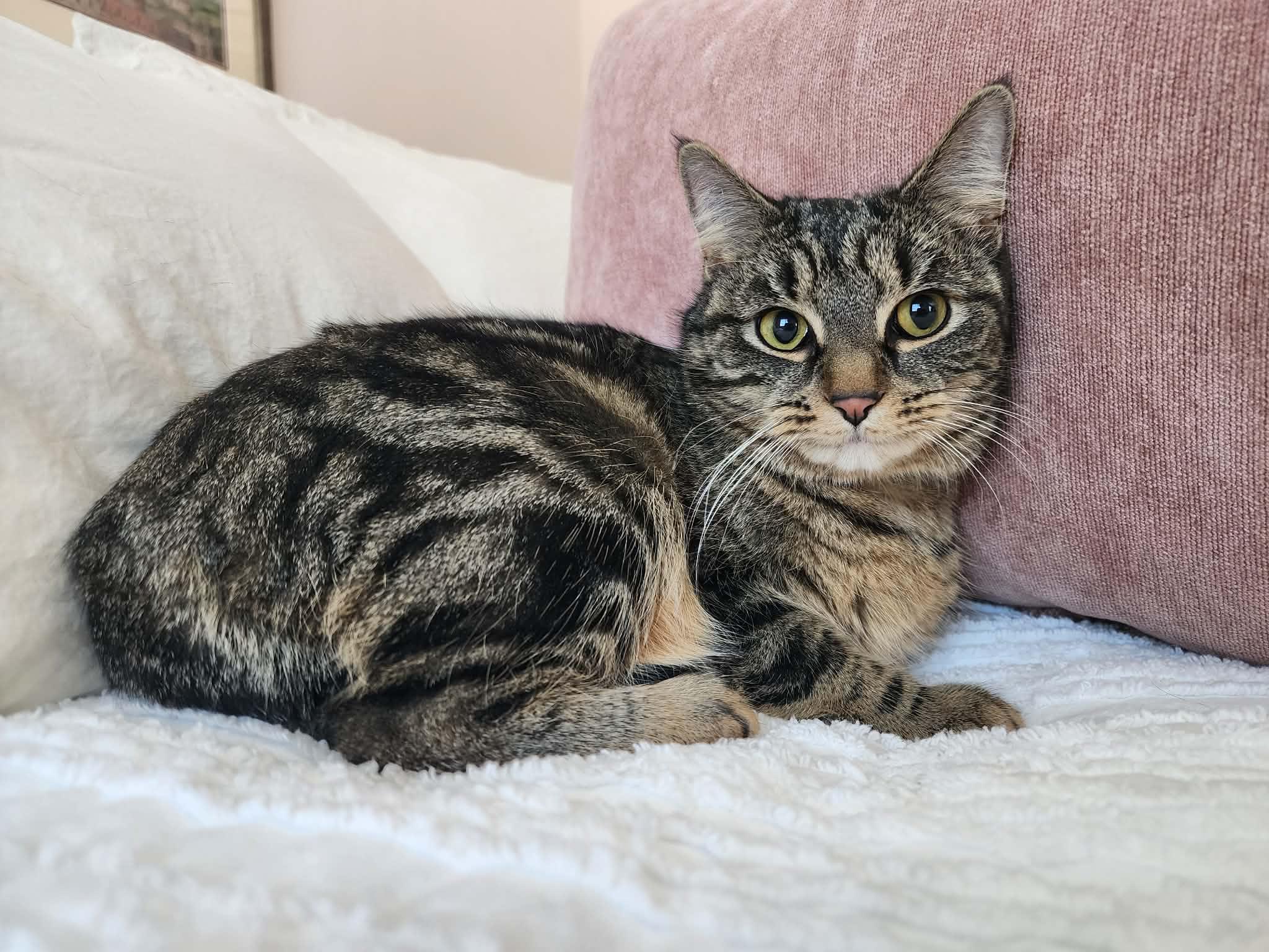 Enlarge Sheba, a Adoptable mixed breed in Piscataway, NJ image 6/6