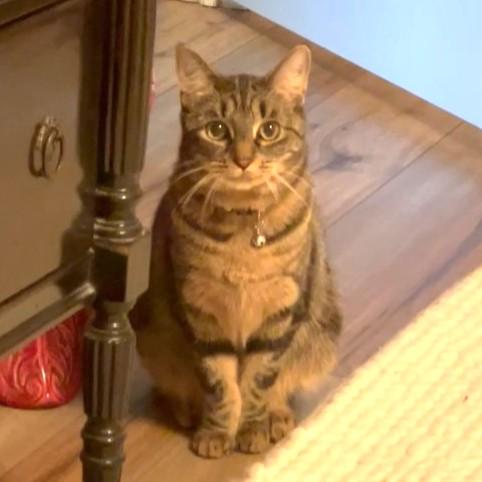 Enlarge Sheba, a Adoptable mixed breed in Piscataway, NJ image 2/6