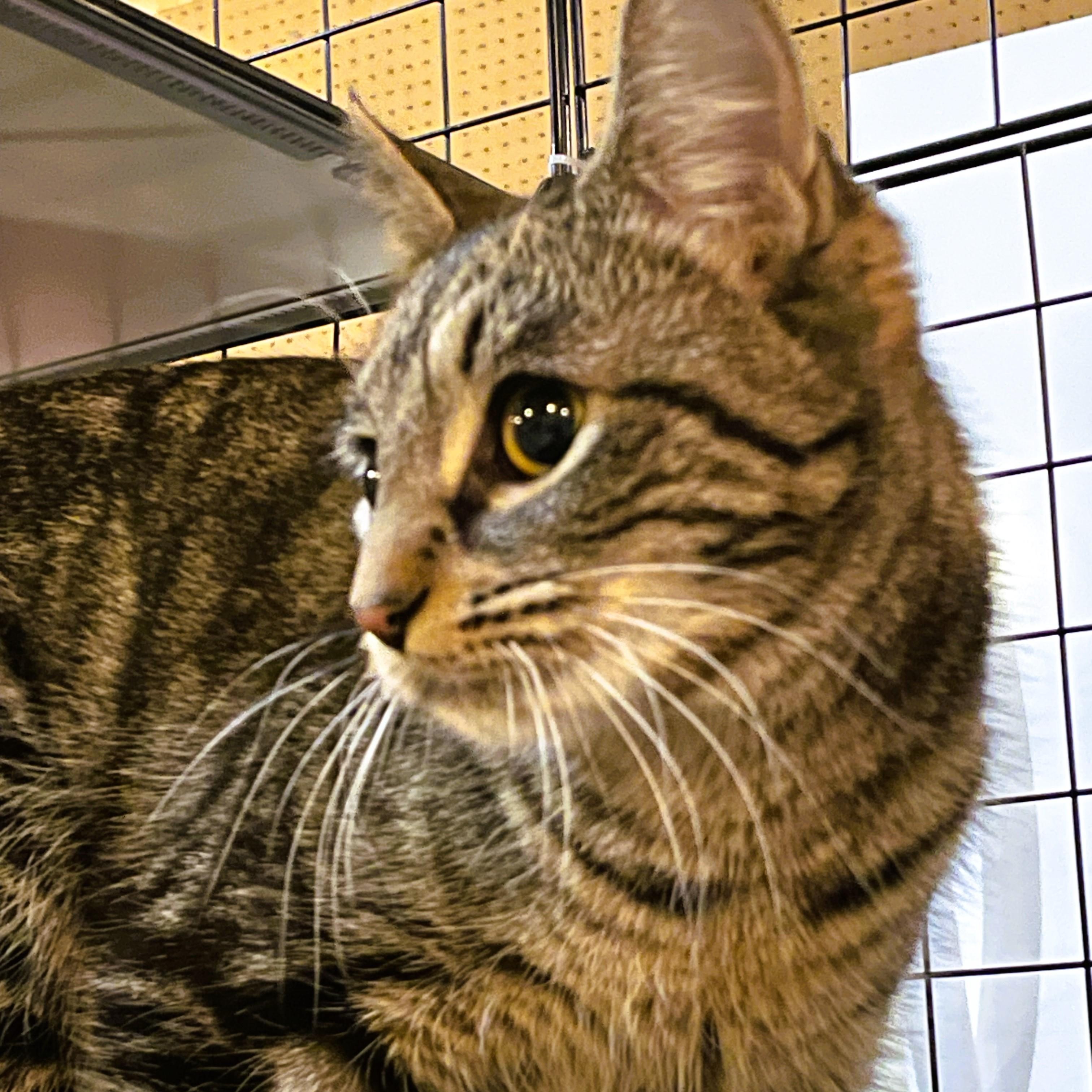 Enlarge Sheba, a Adoptable Domestic Short Hair in Piscataway, NJ image 4/6