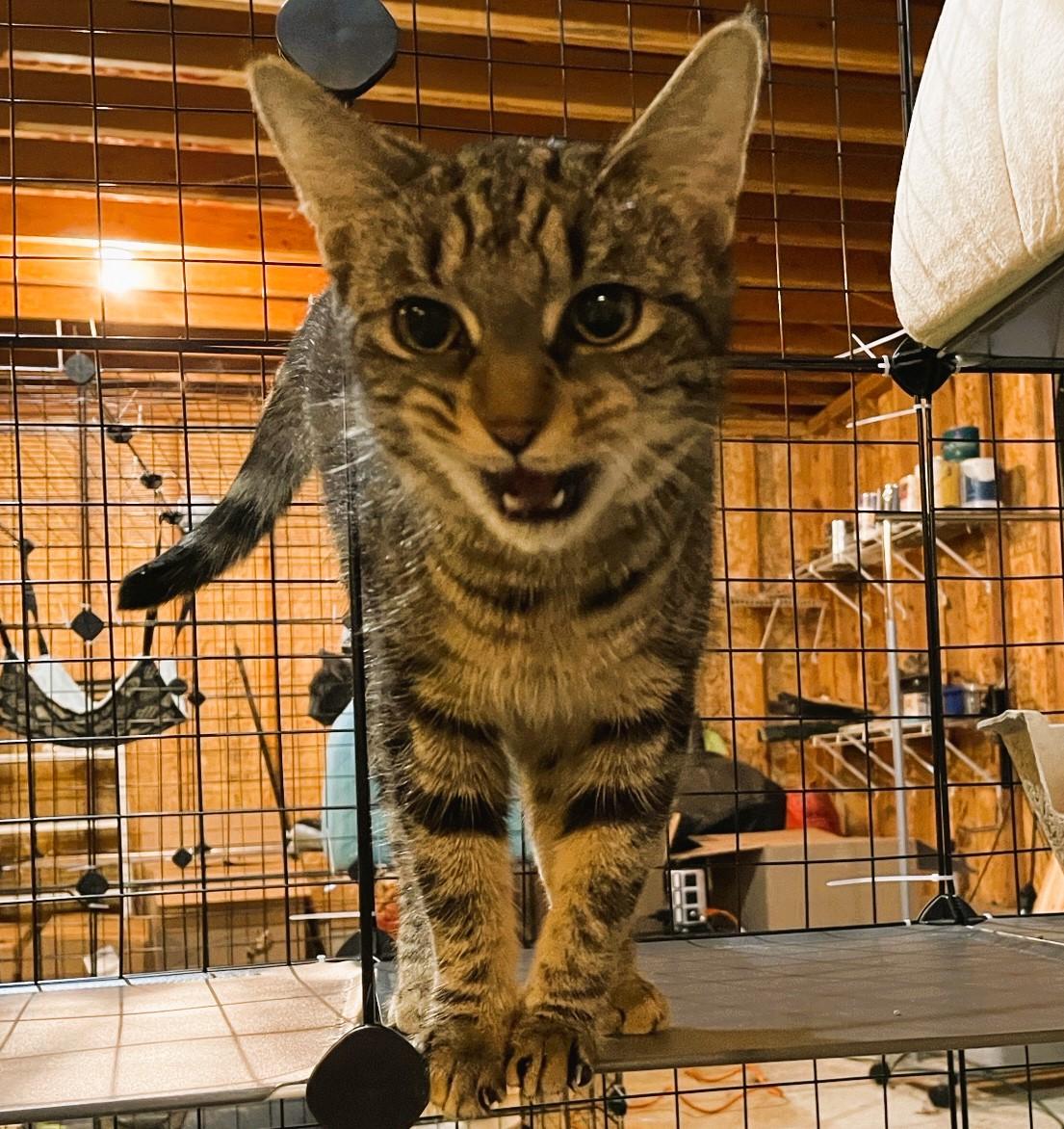 Enlarge Sheba, a Adoptable Domestic Short Hair in Piscataway, NJ image 6/6