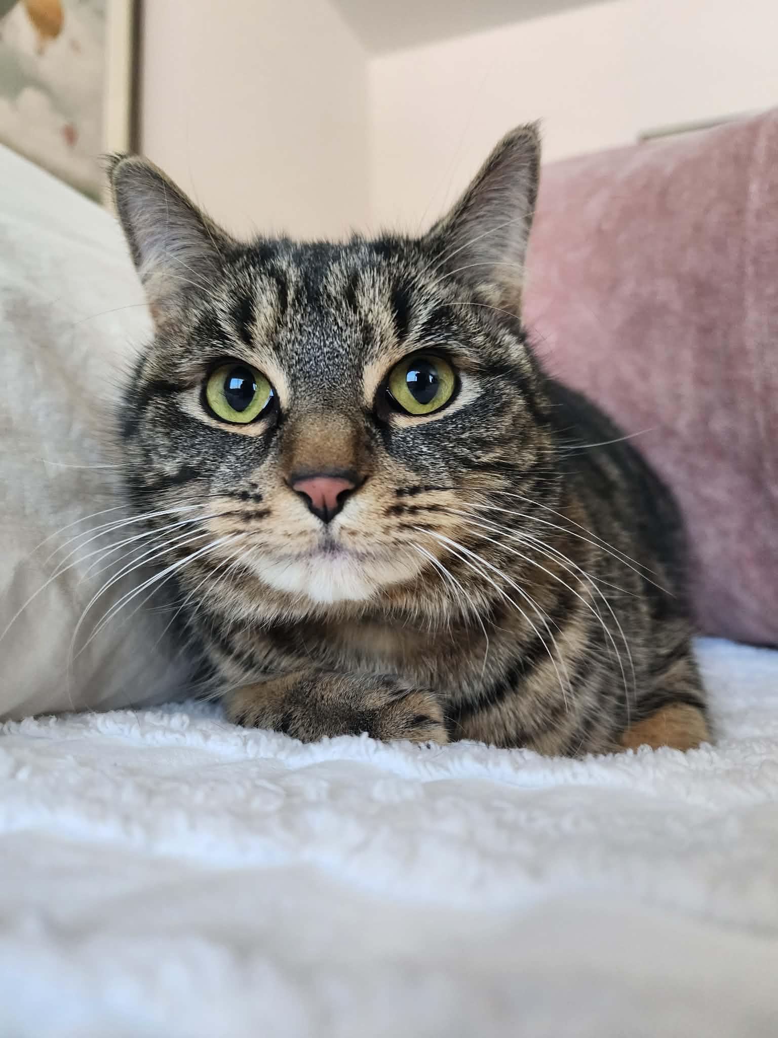 Enlarge Sheba, a Adoptable mixed breed in Piscataway, NJ image 5/6