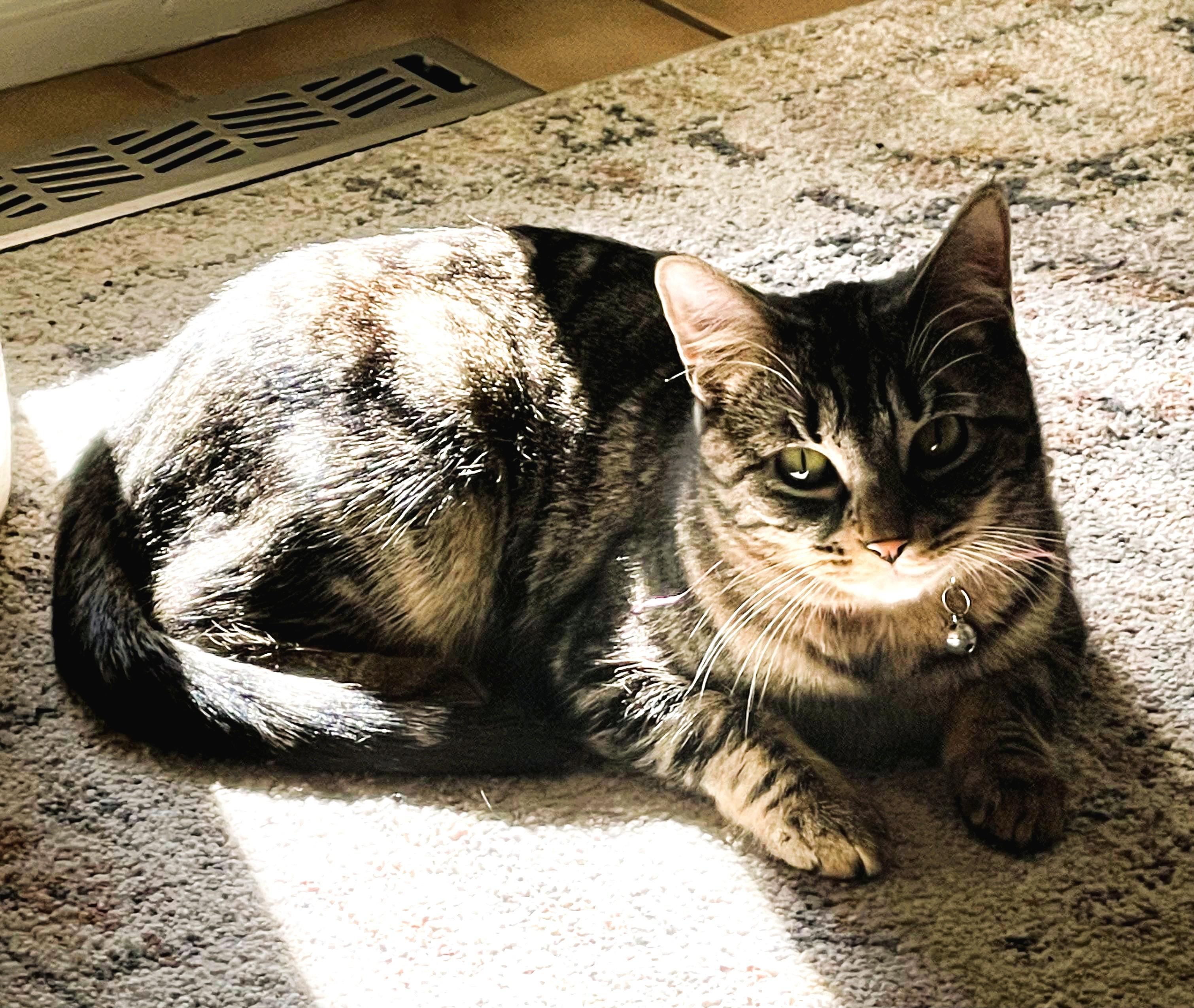 Enlarge Sheba, a Adoptable Domestic Short Hair in Piscataway, NJ image 3/6