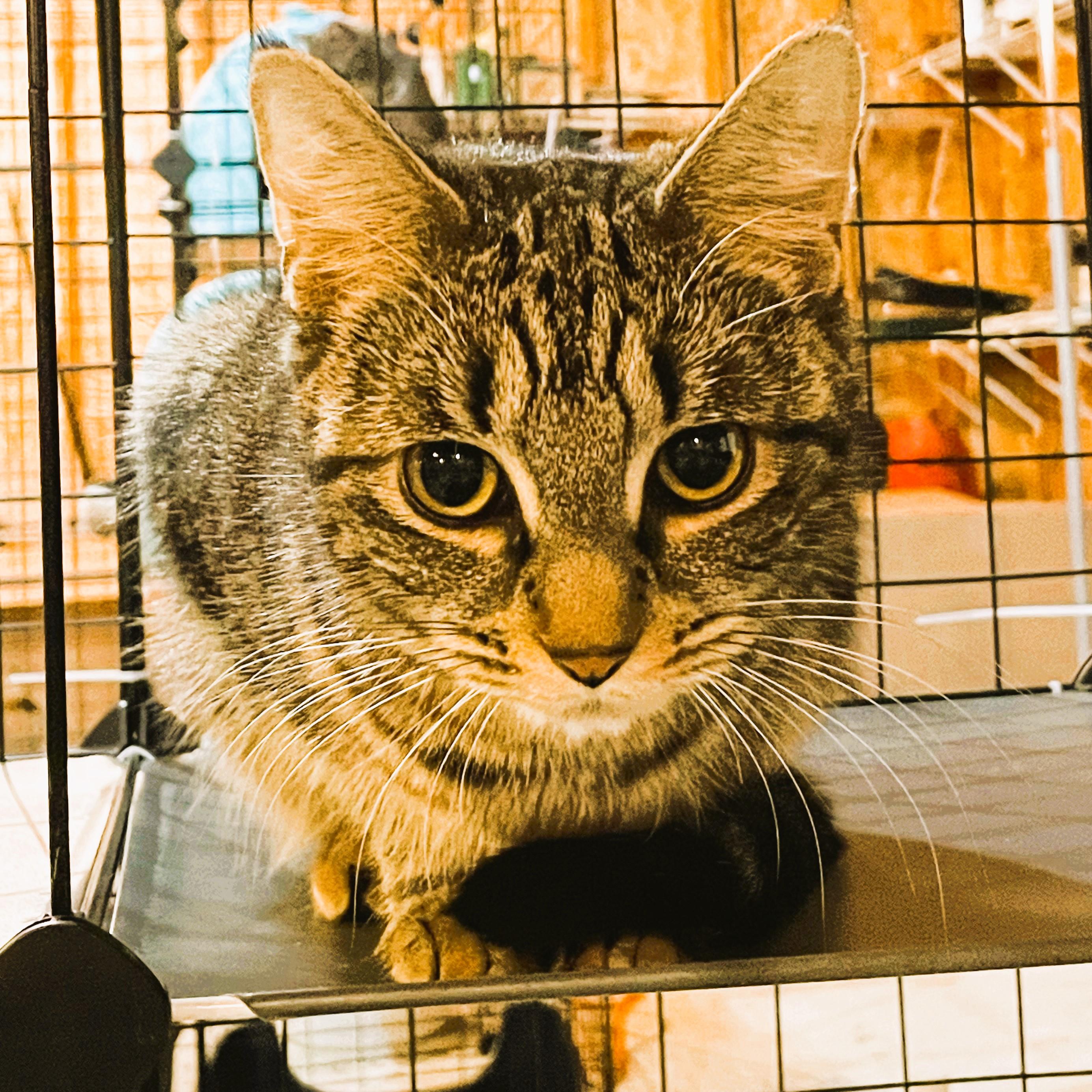 Enlarge Sheba, a Adoptable Domestic Short Hair in Piscataway, NJ image 5/6