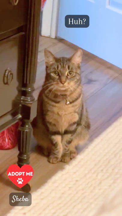 Enlarge Sheba, a Adoptable mixed breed in Piscataway, NJ video 4/6