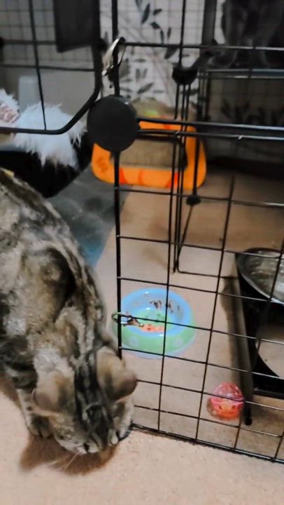 Enlarge Sheba, a Adoptable Domestic Short Hair in Piscataway, NJ video 2/6