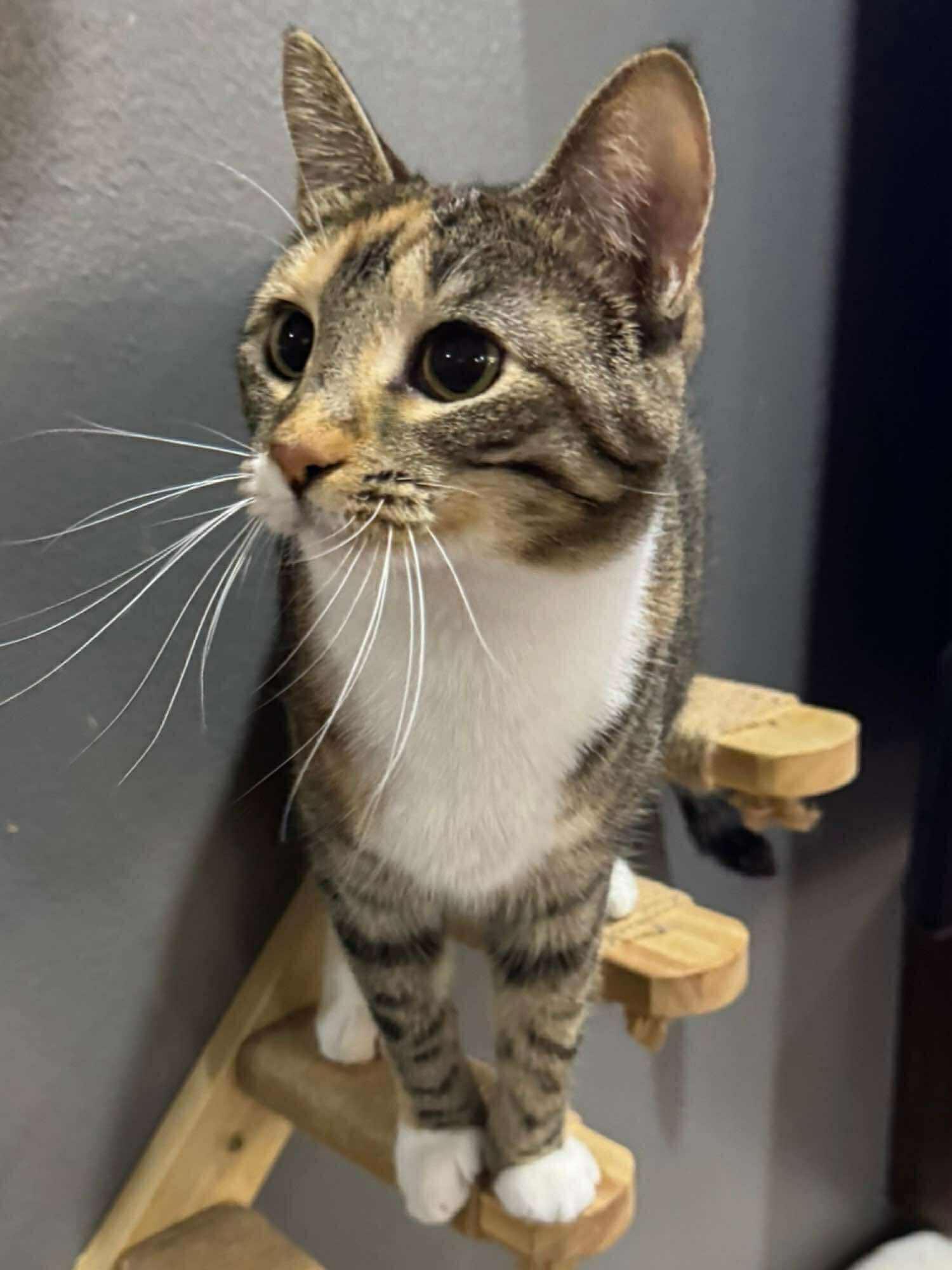 Tally, an adoptable Domestic Short Hair in Sioux Falls, SD, 57101 | Photo Image 2