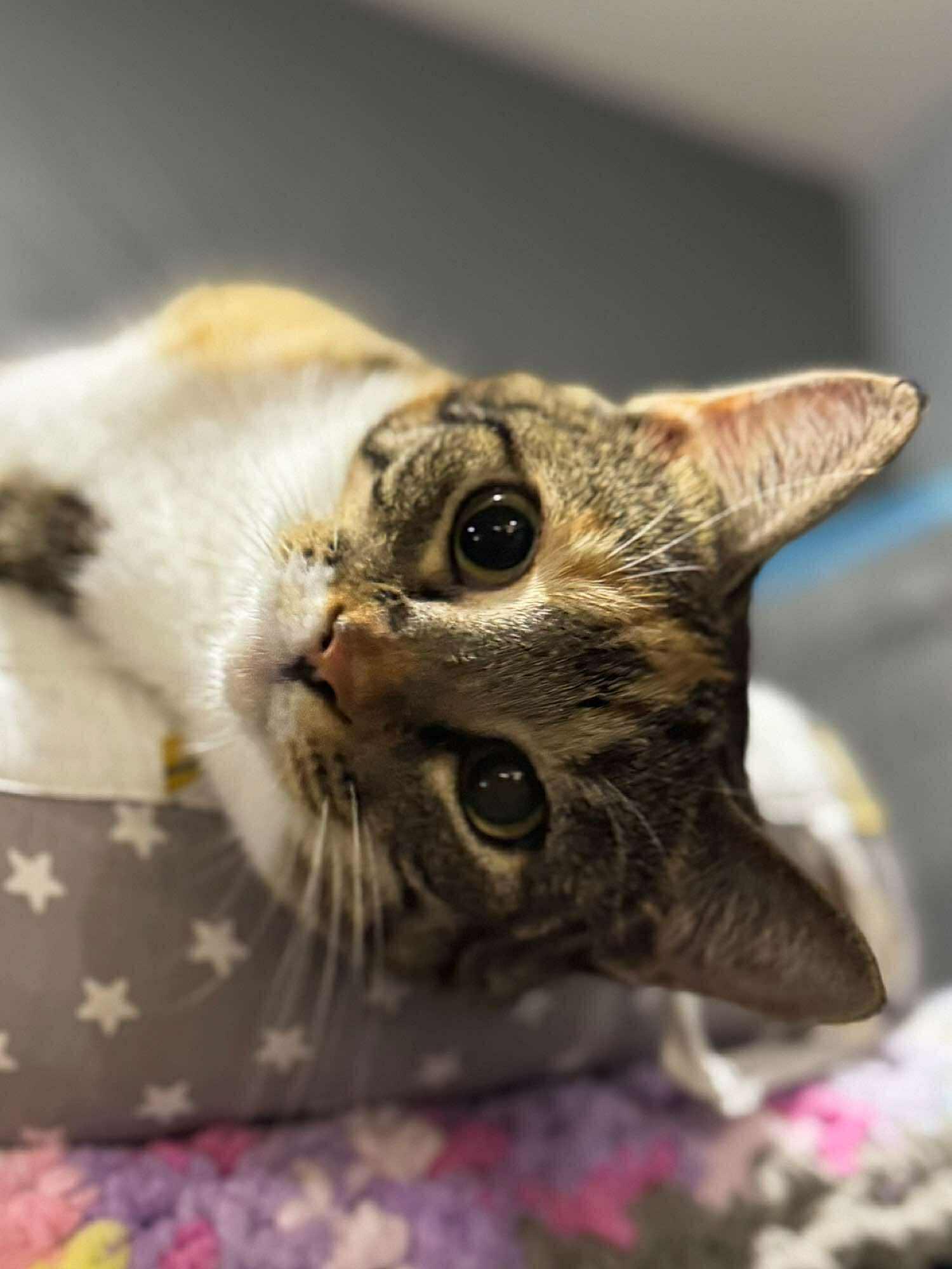 Tally, an adoptable Domestic Short Hair in Sioux Falls, SD, 57101 | Photo Image 3